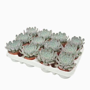 Echeveria cuspidata 'Texensis'