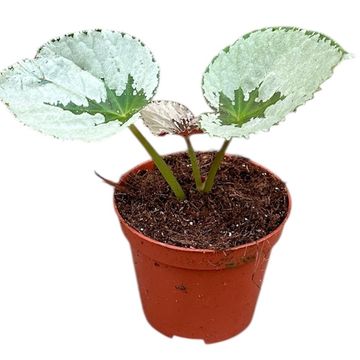Begonia 'Grey Earl'