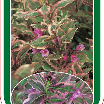 Weigela florida MONET