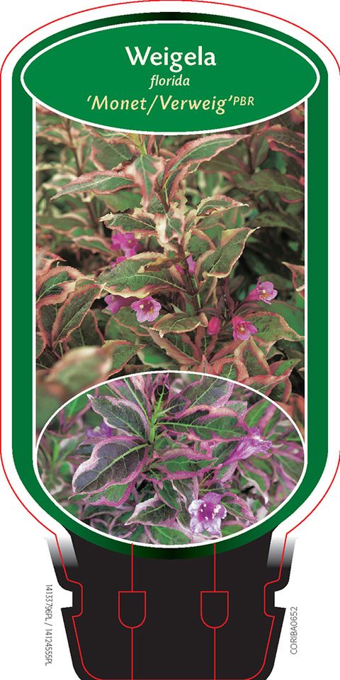 Weigela florida MONET