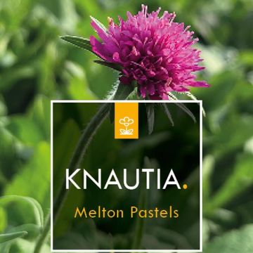 Knautia macedonica 'Melton Pastels'