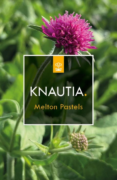 Knautia macedonica 'Melton Pastels'