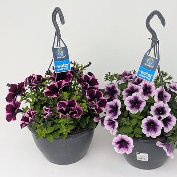 Петунія x atkinsiana