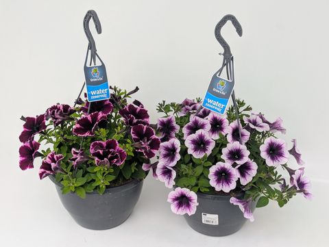 Петунія x atkinsiana