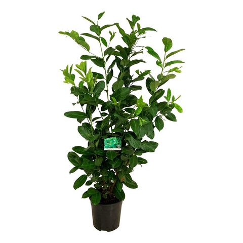 Prunus laurocerasus 'Rotundifolia'