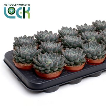 Echeveria 'Orion'
