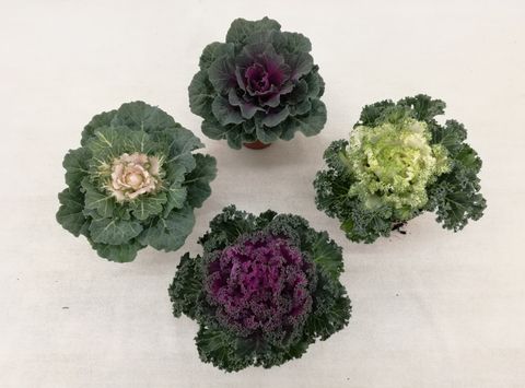 Brassica oleracea MIX