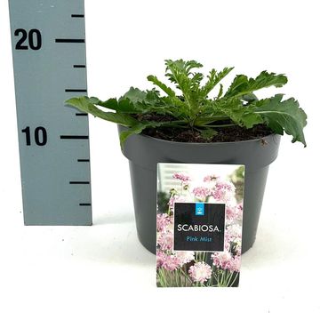 Scabiosa columbaria 'Pink Mist'