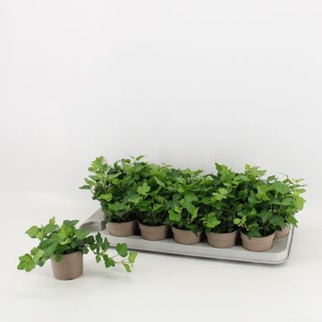 Hedera helix 'Wonder'