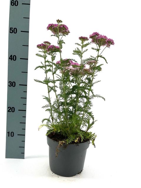 Achillea millefolium 'Apfelblüte'