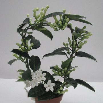 Stephanotis floribunda