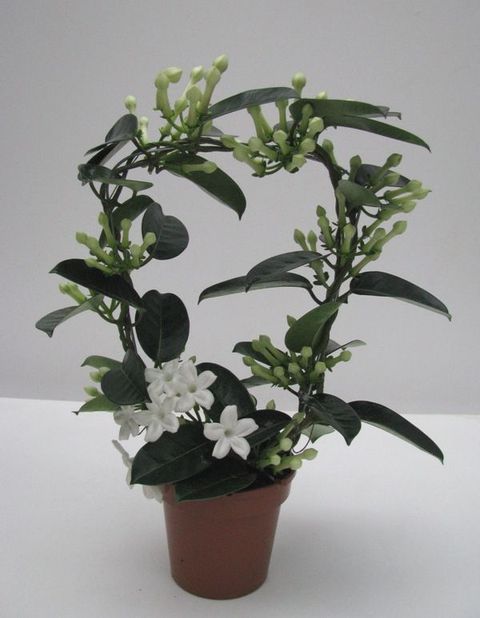 Stephanotis floribunda