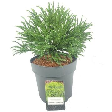 Cryptomeria japonica 'Little Champion'