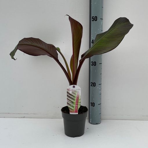 Ensete ventricosum 'Maurelii'