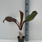 Ensete ventricosum 'Maurelii'