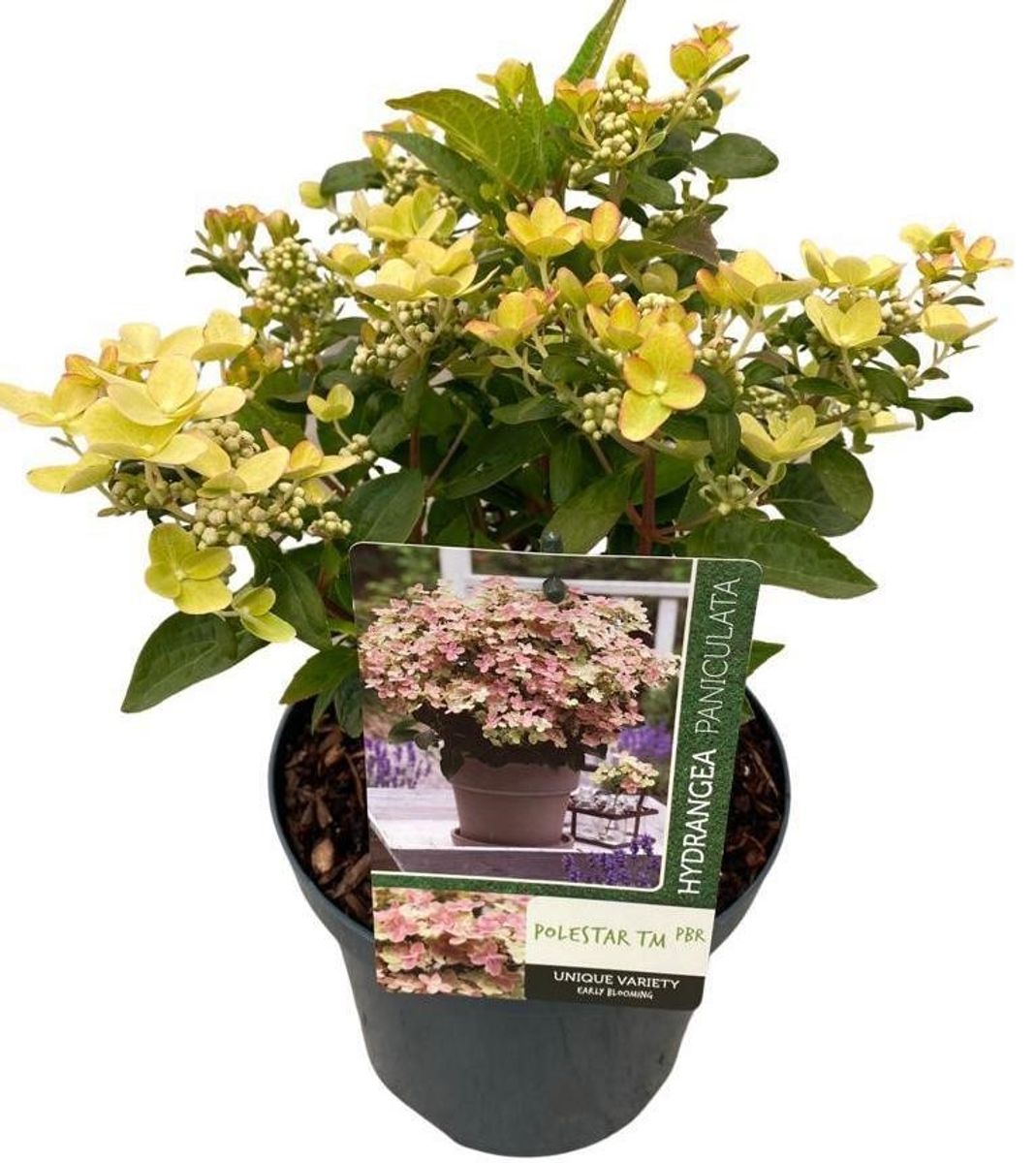 Hydrangea paniculata 'Polestar' — Plant Wholesale FlorAccess