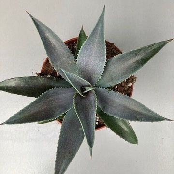 x Mangave 'Silver Fox'