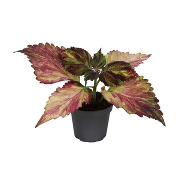 Coleus 'Red Sunstone'