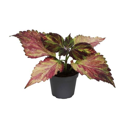 Coleus 'Red Sunstone'