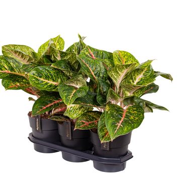 Aglaonema 'Red Surprise'