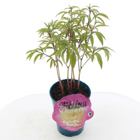 Paeonia FABULOUS FLOWERS ENCHANTING PINK ELSA