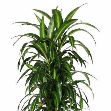 Dracaena fragrans 'Hawaiian Sunshine'
