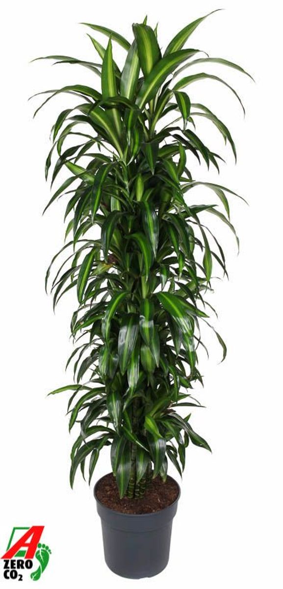 Dracaena fragrans 'Hawaiian Sunshine'  Pflanzengrohandel FlorAccess