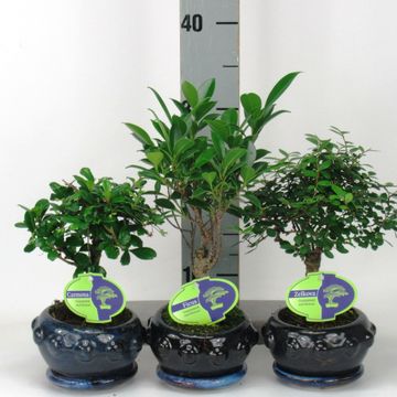 Bonsai MIX