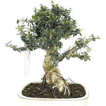 Olea europaea sylvestris