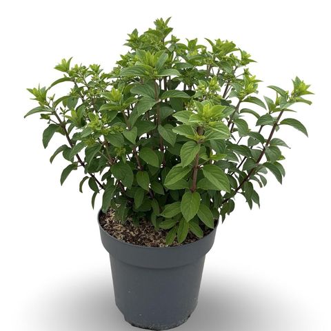 Hydrangea paniculata BOBO
