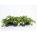 Calibrachoa MINIFAMOUS WHITE