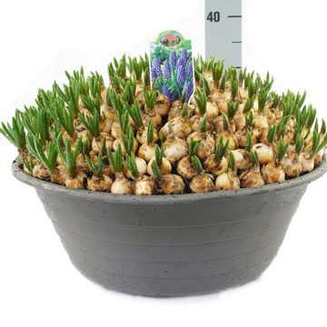 Muscari 'Big Smile'
