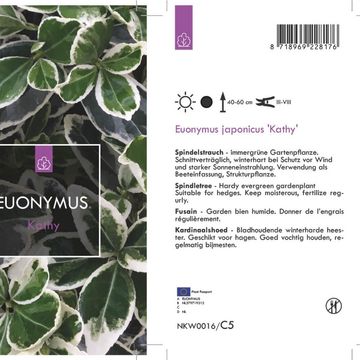 Euonymus japonicus 'Kathy'