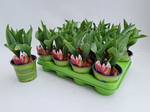 Tulipa 'Canasta'