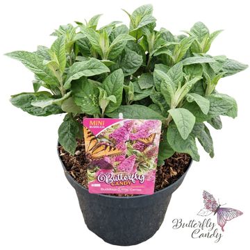 Buddleja davidii BUTTERFLY CANDY LITTLE CERISE