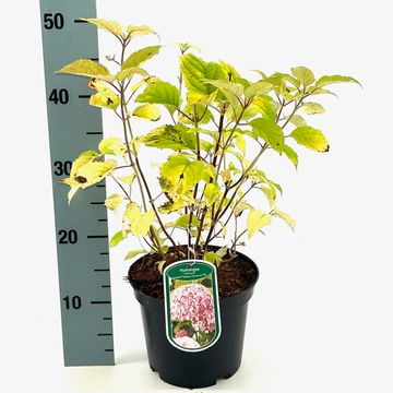 Hydrangea arborescens CANDYBELLE BUBBLEGUM