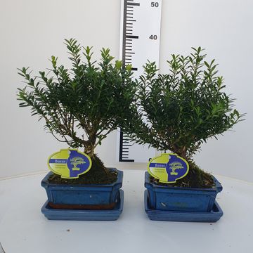 Buxus harlandii