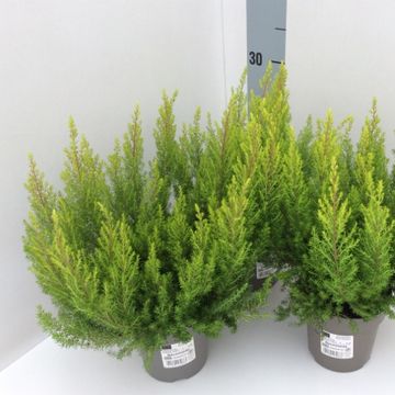 Erica arborea 'Estrella Gold'