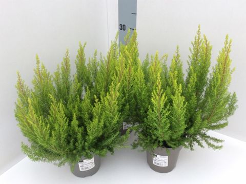 Erica arborea 'Estrella Gold'