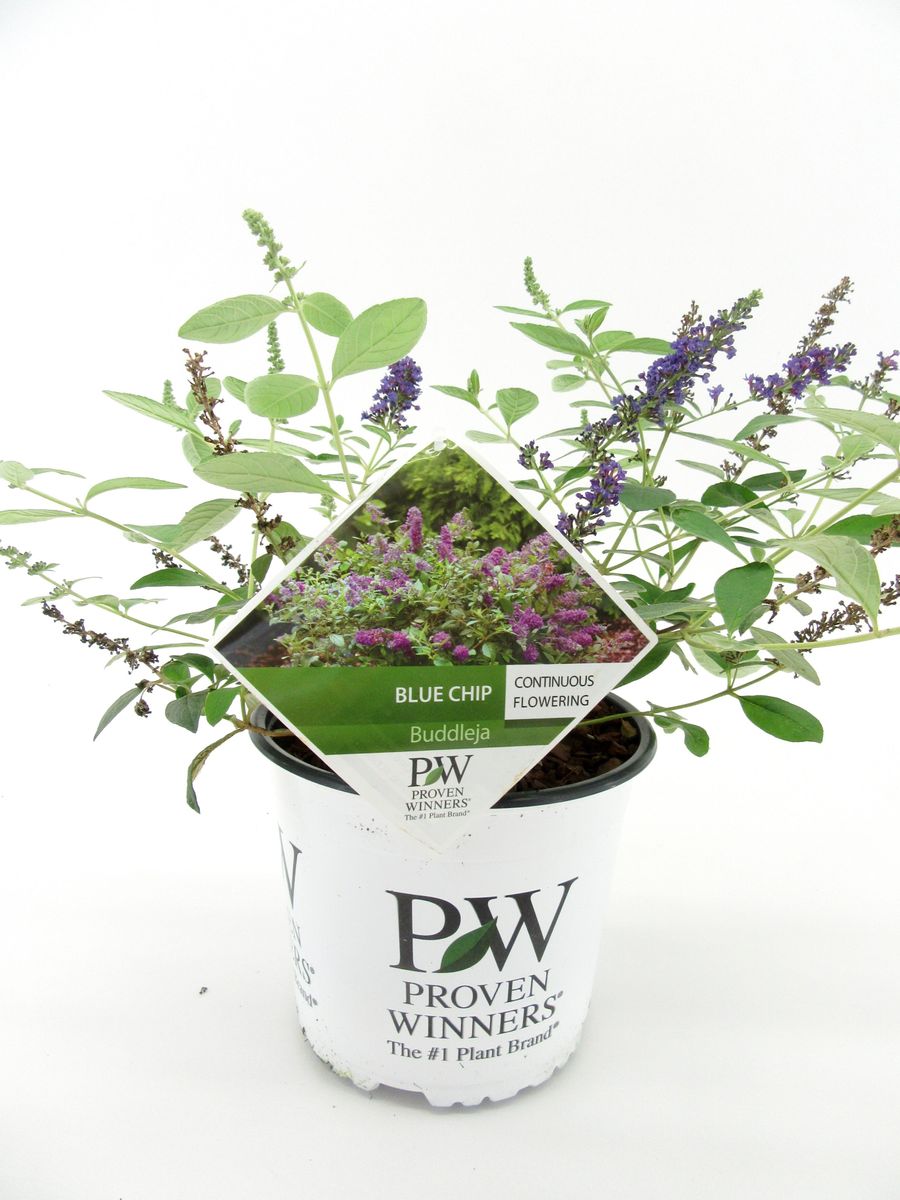 buddleja-blue-chip-plant-wholesale-floraccess