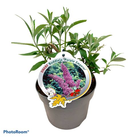 Buddleja davidii PURPLE EMPEROR