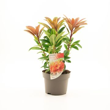 Rhododendron 'Sun Fire'