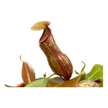 Nepenthes MIX