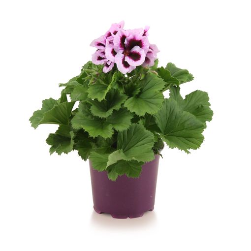 Pelargonium PATRICIA — Plant Wholesale FlorAccess
