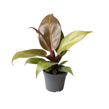 Philodendron 'Cherry Red'