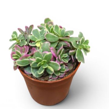 Sedum spurium 'Tricolor'
