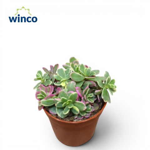 Sedum spurium 'Tricolor'