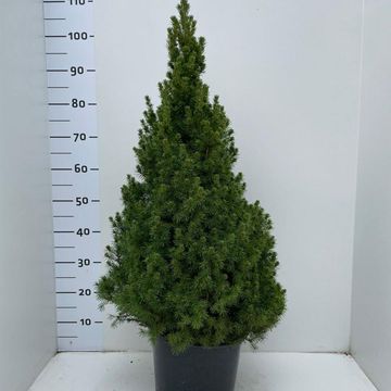 Picea glauca 'Коника'