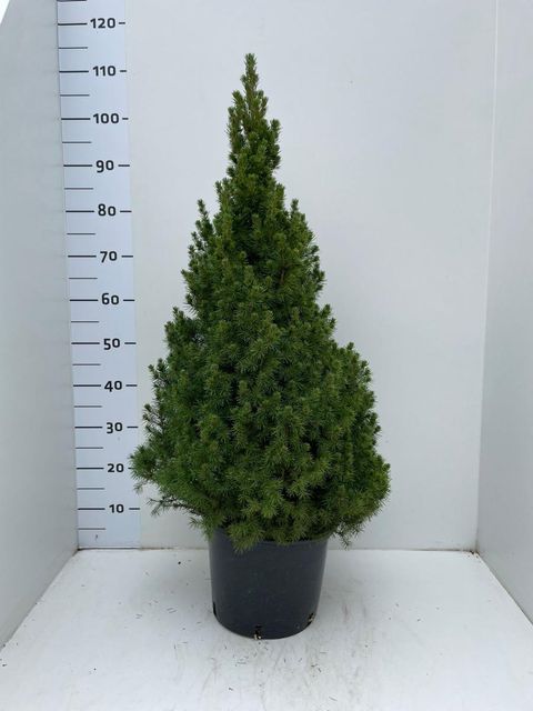 Picea glauca 'Conica'