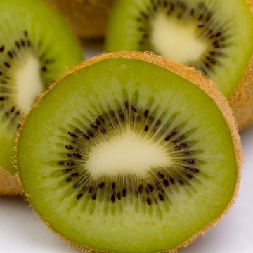 Actinidia deliciosa 'Jenny'